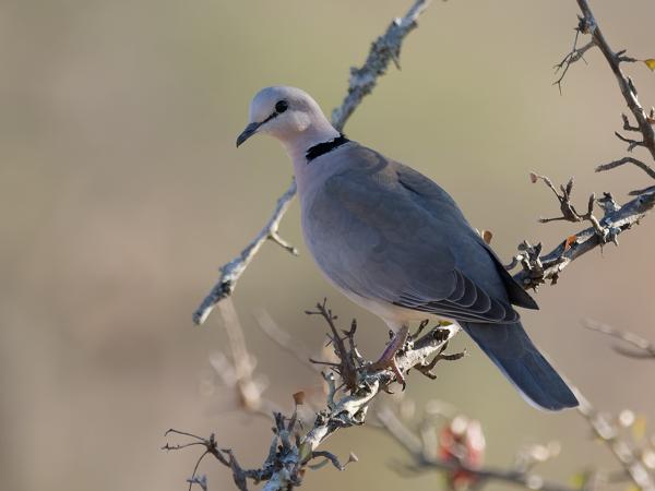 <h3>Streptopelia capicola / Ring‑necked dove / Kaapse tortel</h3>OM-1 Mark II with OLYMPUS M.300mm F4.0, 1/2000 sec at F4.0, ISO 1000, distance 10.6 m